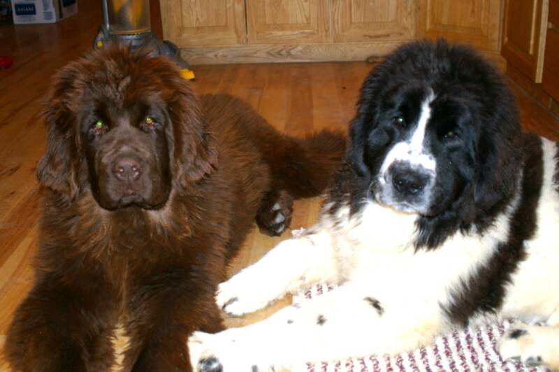 newfoundland puppies for sale